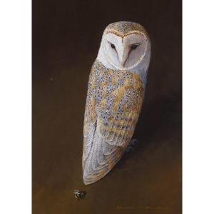 Barn Owl and a Bee