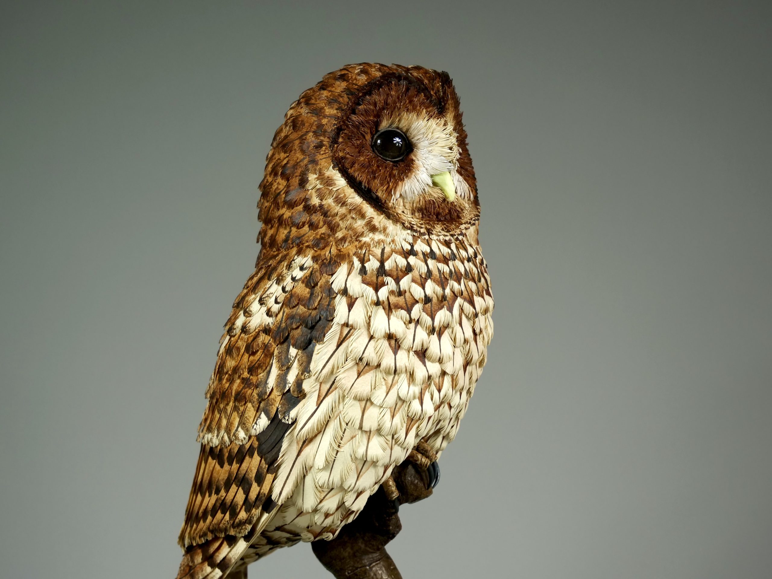 Nocturne Tawny Owl - Image 2