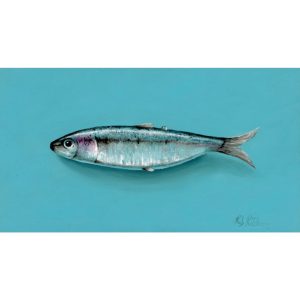 Sardine No.15