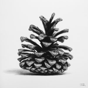 Fir Cone